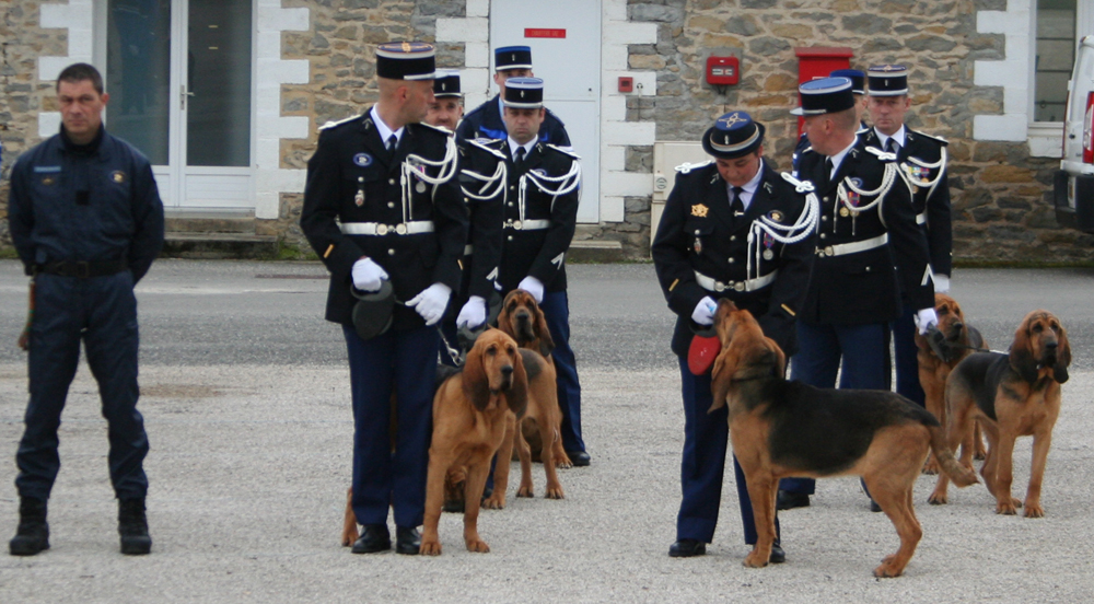 Des chiens de Saint Hubert operationnels à la gendarmerie en France et leur maître