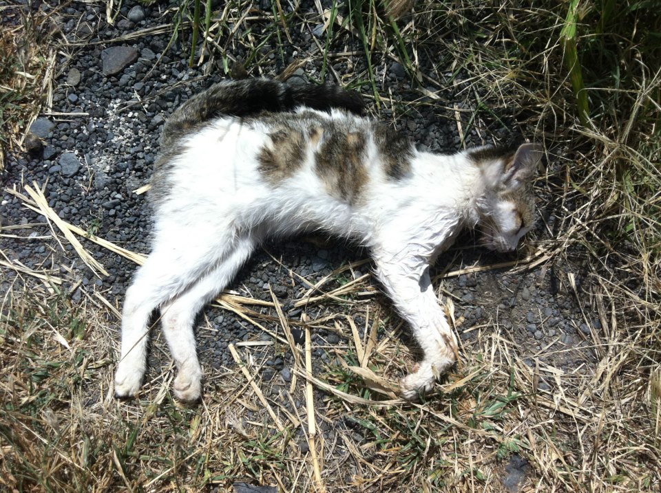 Arbre de Vie Universal au secours des chats errants de la Réunion