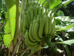 De 1972 Ã  1993, un produit antiparasitaire, contenant le trÃ¨s toxiqoe chlordÃ©cone, a Ã©tÃ© utilisÃ© par les producteurs de banane de Martinique et de Guadeloupe.